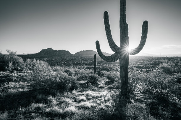 在布朗山俯瞰麦克道尔索诺兰保护区的萨瓜罗剪影日出图片下载