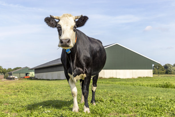奶牛和谷仓，黑白相间的站在前面，风景与角牛，看着相机和一个蓝色的天空图片下载