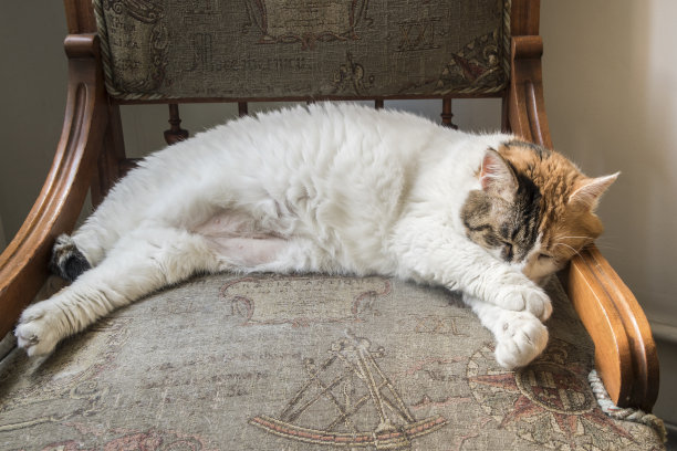 猫在椅子上休息图片下载