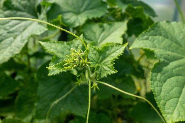 黄瓜生长在温室里。自然背景从绿叶黄瓜海报，日历，帖子，屏幕保护程序，壁纸，明信片，横幅，封面，网站。高质量照片图片下载