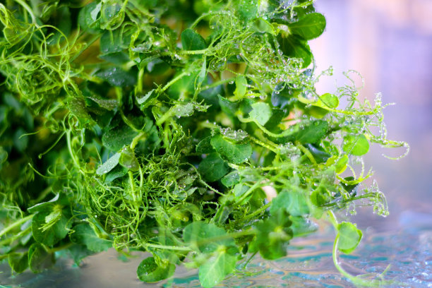 麦草。桌上有几盒小蔬菜豌豆，芝麻菜，萝卜。家庭微生长栽培，微生长农场，有机草药农业综合经营。图片下载