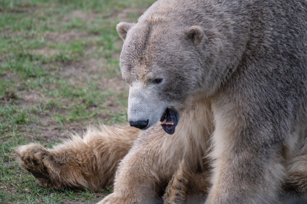 北极熊坐在地上图片下载