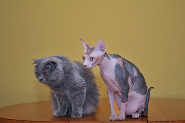 斯芬克斯猫和波斯纯种猫在桌子上图片下载