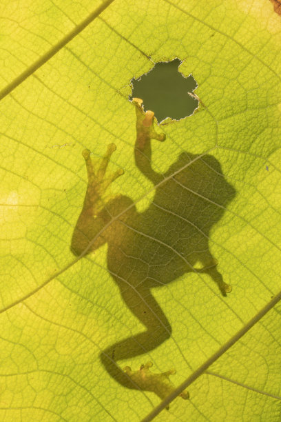 星夜芦苇蛙图片下载