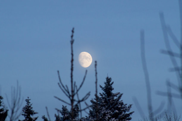 一张照片与一个满月的夜空与冷杉树枝的剪影图片下载