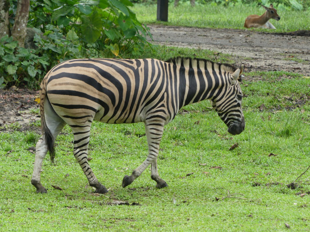 行走的斑马图片图片下载