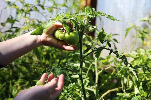 家庭花园图片下载