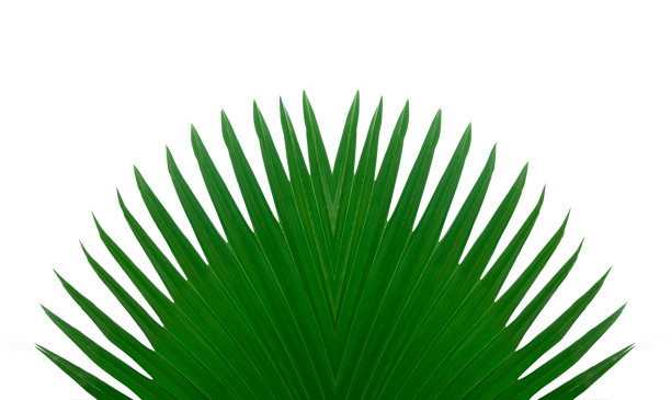 闭合绿色棕榈叶的纹理，叶为褶扇棕榈，孤立图片下载