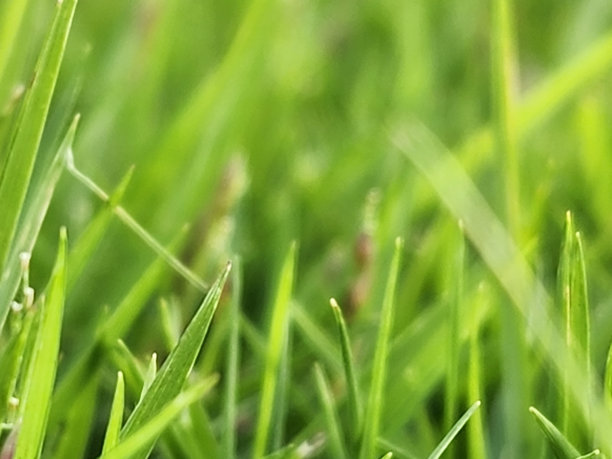 花园的草图片下载