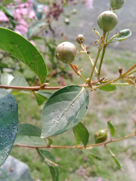 路边生长的小花照片图片下载