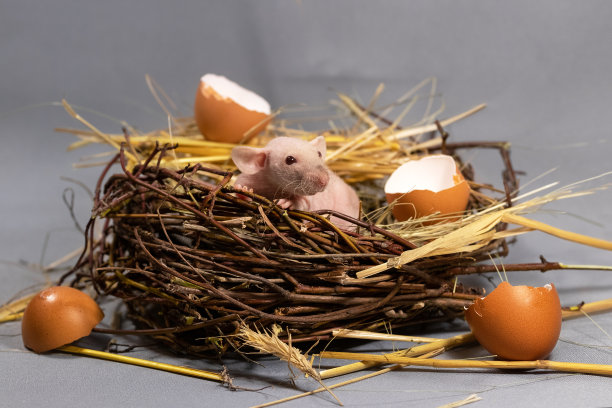 出生的概念。可爱的斯芬克斯老鼠从蛋里孵出来。小老鼠宝宝坐在窝里。图片下载