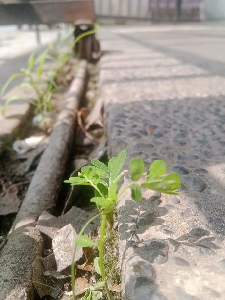 路边生长的小花照片图片下载