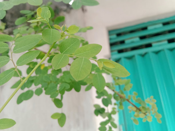 路边生长的小花照片图片下载