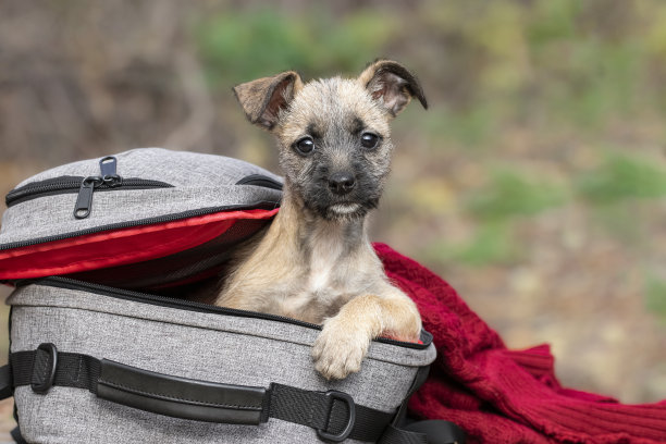 狗旅行。有趣的小狗和衣服一起坐在背包里。宠物的冒险。图片下载