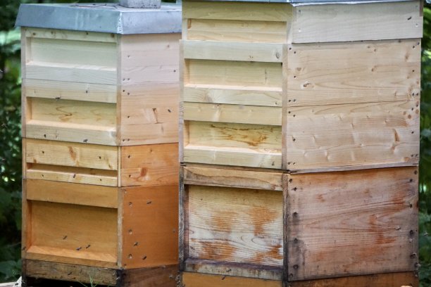 草木丛中的蜂房。森林里的木制蜂房。蜂蜜养蜂场。酿蜜。帮助蜜蜂。图片下载