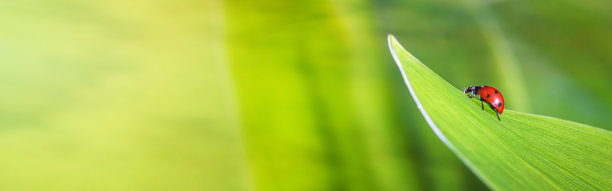 瓢虫在春天草地上的一片绿叶上，选择性聚焦特写。带有免费文本复制空间的自然横幅图片下载