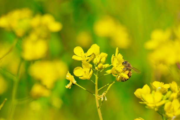 一只可爱的毛茸茸的蜜蜂骑在油菜花上，腿上有花粉球图片下载