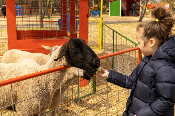 一个女孩在农场喂公羊图片下载