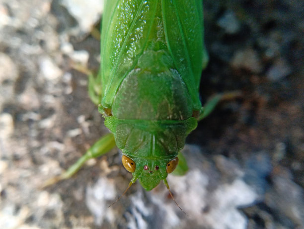 蝉虫的特写图片下载
