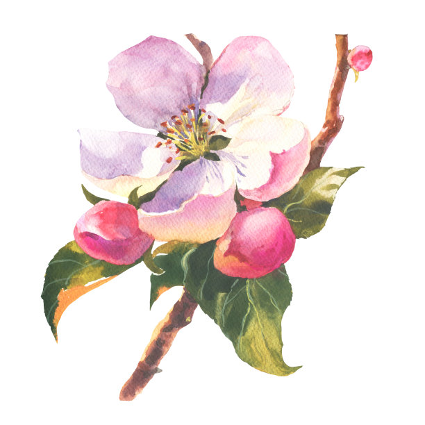 水彩苹果树枝繁叶茂，枝繁叶茂。这是完美的婚礼卡片和邀请，母亲节和生日卡片。图片下载
