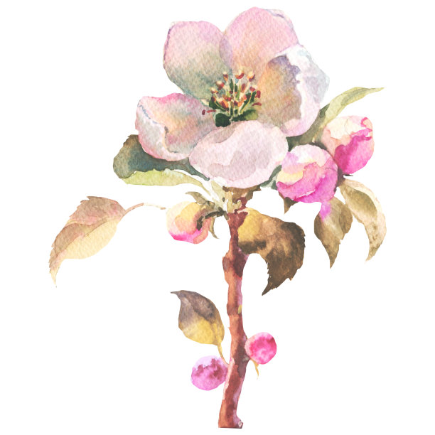 水彩苹果树枝繁叶茂，枝繁叶茂。这是完美的婚礼卡片和邀请，母亲节和生日卡片。图片下载