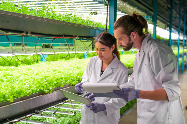 研究人员在温室农业中开发蔬菜品种图片下载