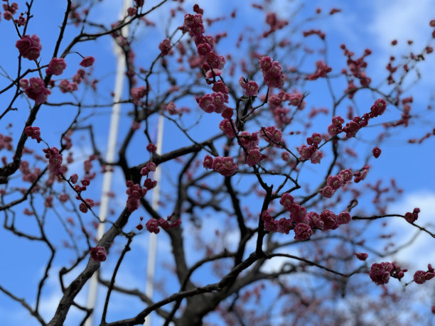 美丽的花朵樱桃图片下载