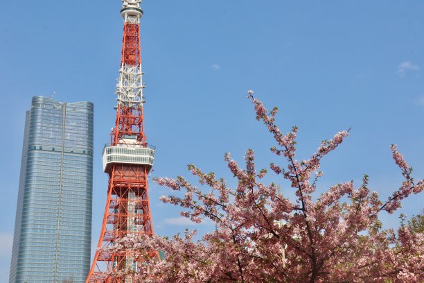 东京塔和樱花图片下载