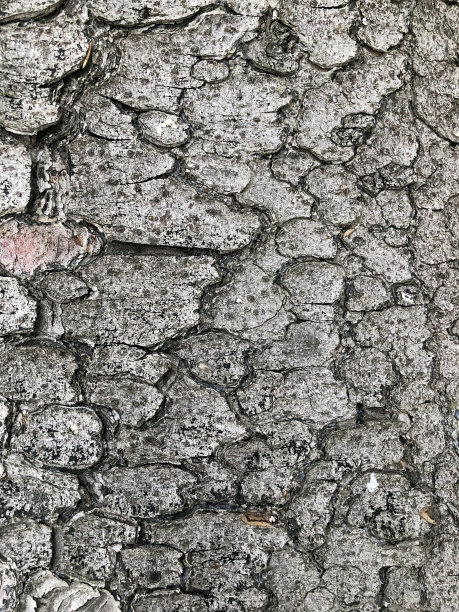 开裂的树皮背景图片下载