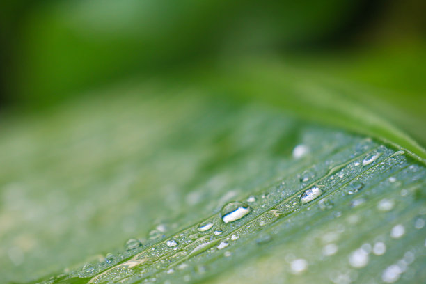 植物叶片上的晨露水特写。图片下载