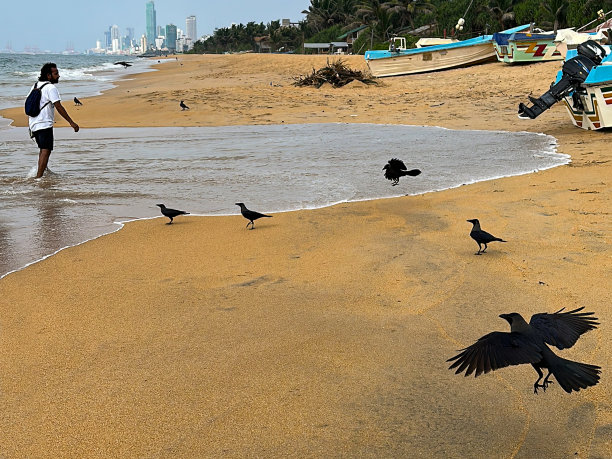 特写图片:成群的黑色印度乌鸦(Corvus splendens)，海边海滩上一排色彩鲜艳的木制渔船，科伦坡摩天大楼的海岸线，斯里兰卡拉维尼亚山海滩，背景中划水的面目全非的游客图片下载