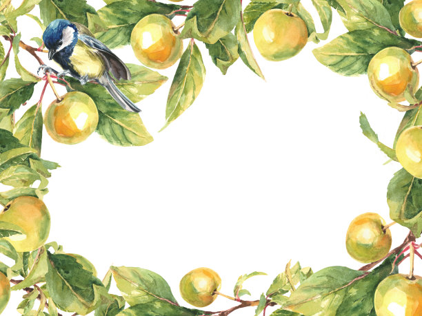 矩形框架的黄色苹果树枝和小鸟水彩插图图片下载