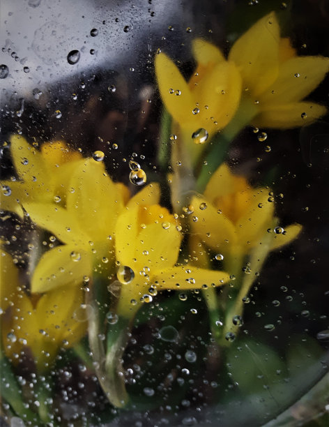 静物:雨天的阳光水仙图片下载
