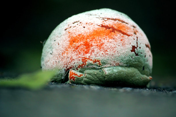 照片中有几颗烘焙好的咖啡豆，准备在咖啡机中研磨图片下载