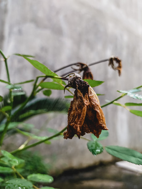 在那个时候图片下载