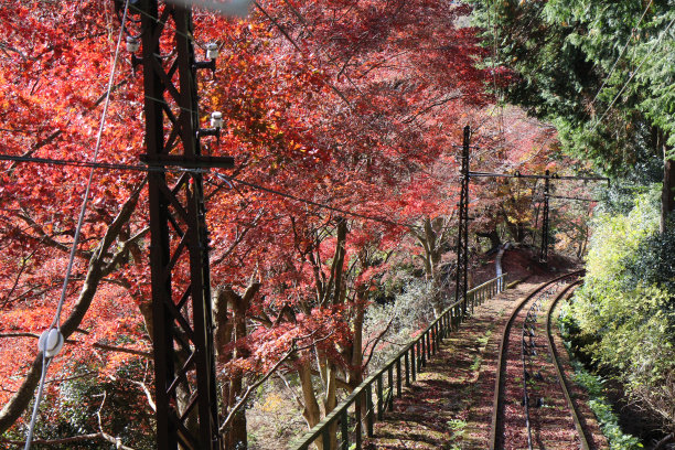 日本京都hiezan缆车上的秋叶图片下载