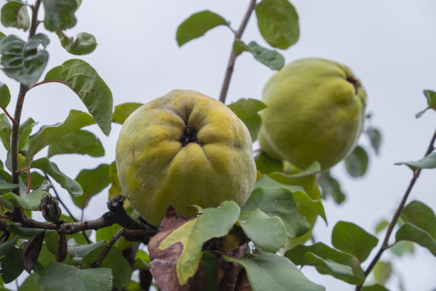 榅桲是一种落叶树果实。在花园里收获。图片下载
