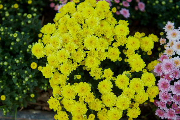 黄菊花在花园里盛开的特写图片下载