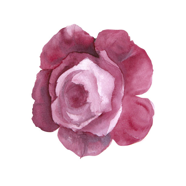 水彩插图洋红色牡丹玫瑰花孤立图片下载