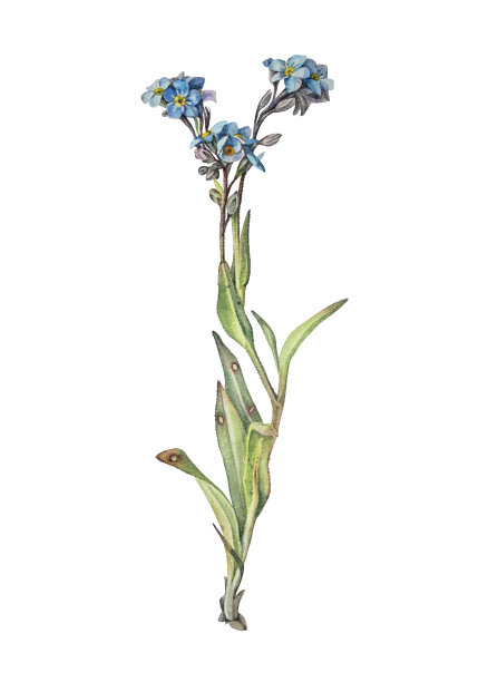 水彩画忘记我-不孤立的白色背景。春夏花作贴纸或写生本和卡片。手绘剪纸壁纸或包装。复古浪漫元素图片下载