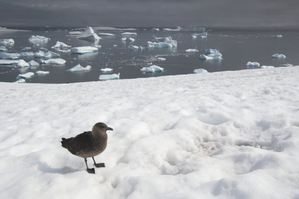 天堂湾的贼鸥与漂浮在南极洲的冰山的特写图片下载