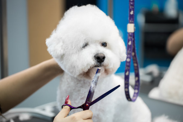 女美容师理发比熊弗里斯在桌子上为美容沙龙的狗梳理。用剪刀最后剪掉狗毛的过程图片下载