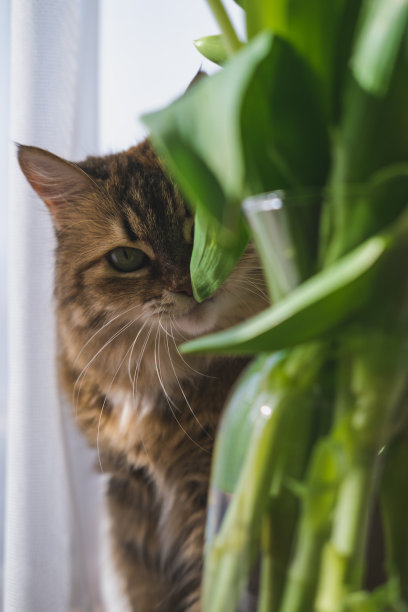 美丽有趣的毛茸茸的猫嗅着一束鲜花站在一个花瓶与水的茎图片下载