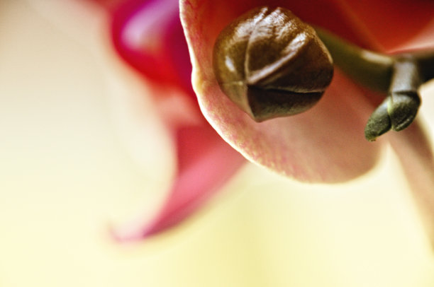 一朵粉红色的兰花在花的头部特写，非凡的花图片下载