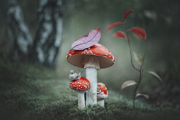 神奇的幻想飞木耳蘑菇和两个蜗牛在一个神奇的童话般的梦幻森林。幻想神奇的蘑菇草地，在一个魔法森林，在一个绿色的背景。幻想。森林蘑菇图片下载