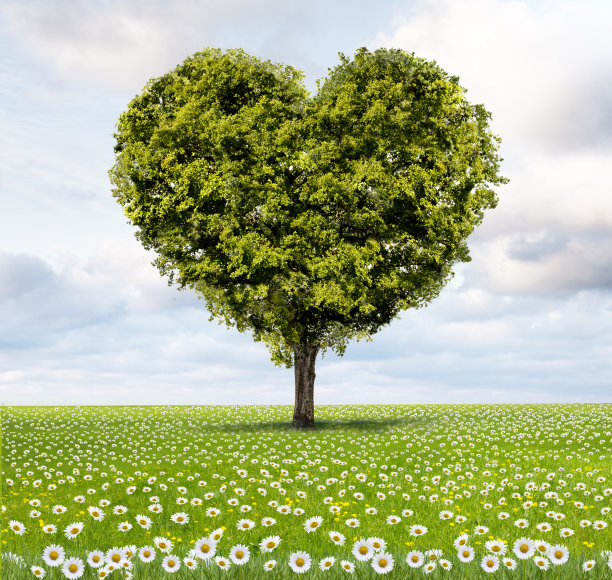 绿草地上的绿心树图片下载