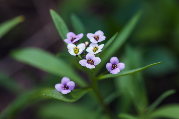 夏日里甜蜜的Allysum花。海洋小叶微距照片图片下载