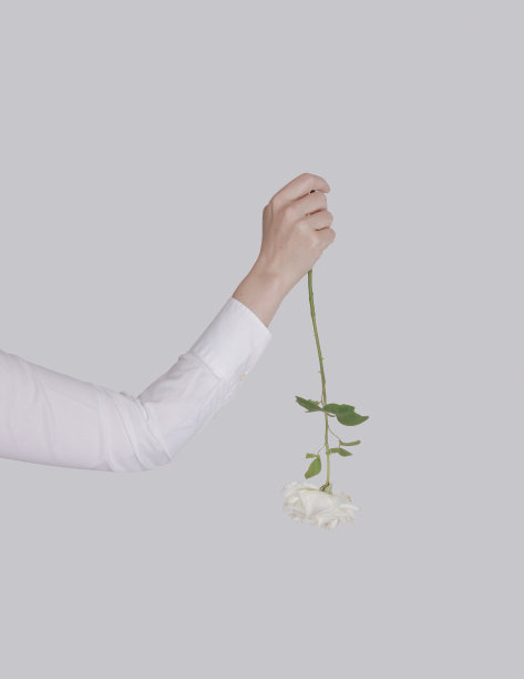 身穿白衬衫的女性手拿着一朵倒扣的白黄色玫瑰。美丽的概念。图片下载