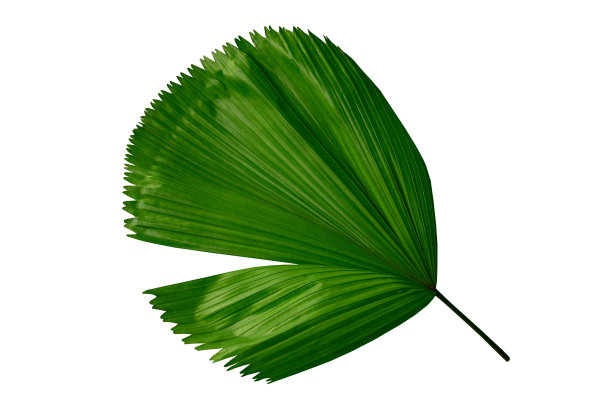 椰子叶或椰子叶，绿色plam叶，热带树叶孤立在白色背景与图片下载
