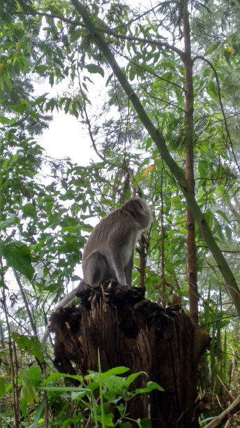猴子们在一片温顺的森林里栖息图片下载